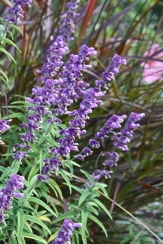 Santa Barbara Dwarf Purple Mexican Sage Bush, Salvia leucantha 'Santa Barbara'